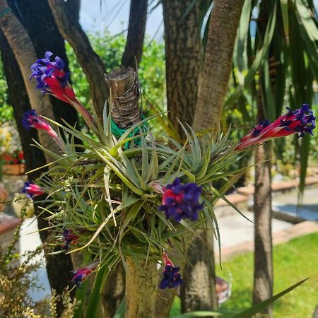 Il Ruscello Bed & Breakfast Маратеа Екстериор снимка