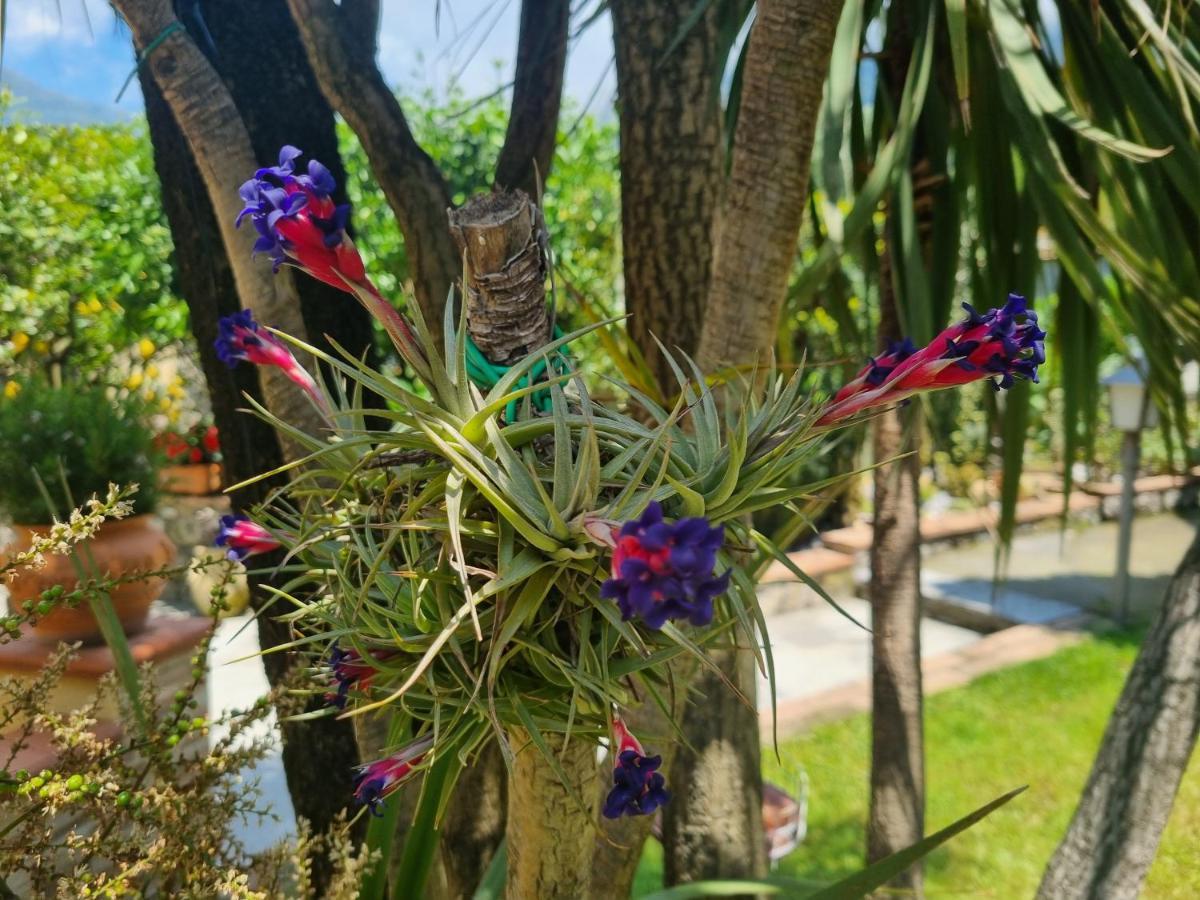 Il Ruscello Bed & Breakfast Маратеа Екстериор снимка
