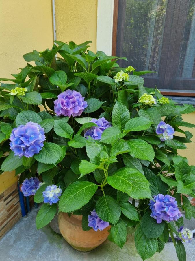 Il Ruscello Bed & Breakfast Маратеа Екстериор снимка